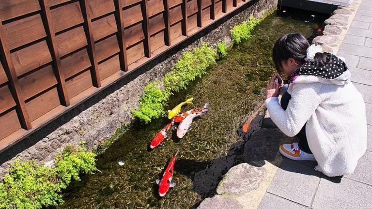 Koi Fishes Thrive In Clean Drains Of  Shimabara City of Japan