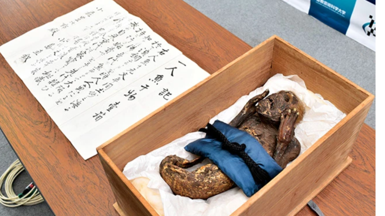 Mystery Of Centuries Old Japanese Mummified Mermaid Finally Uncovered