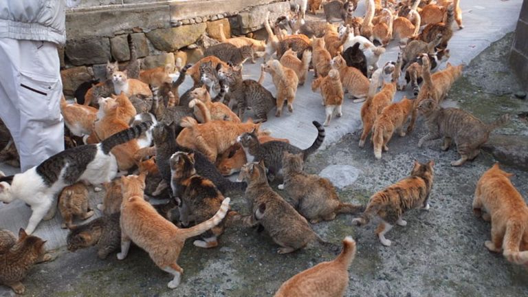 Explore the Purrfect Cat Islands of Japan