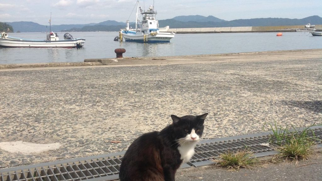 Top 3 Cat Islands in Japan