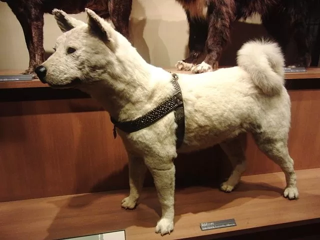 taxidermied Hachiko in National Museum of Nature and Science