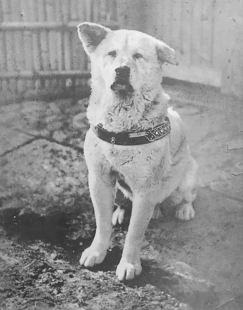 Hachiko (chūken Hachikō (忠犬ハチ公))