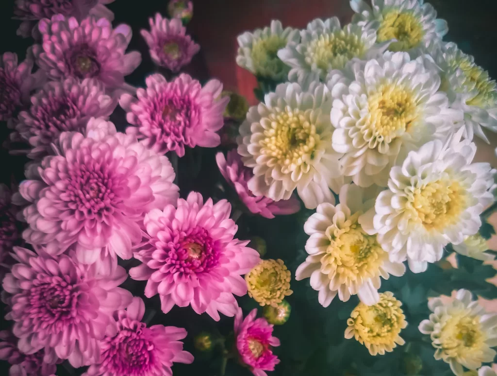 Chrysanthemums