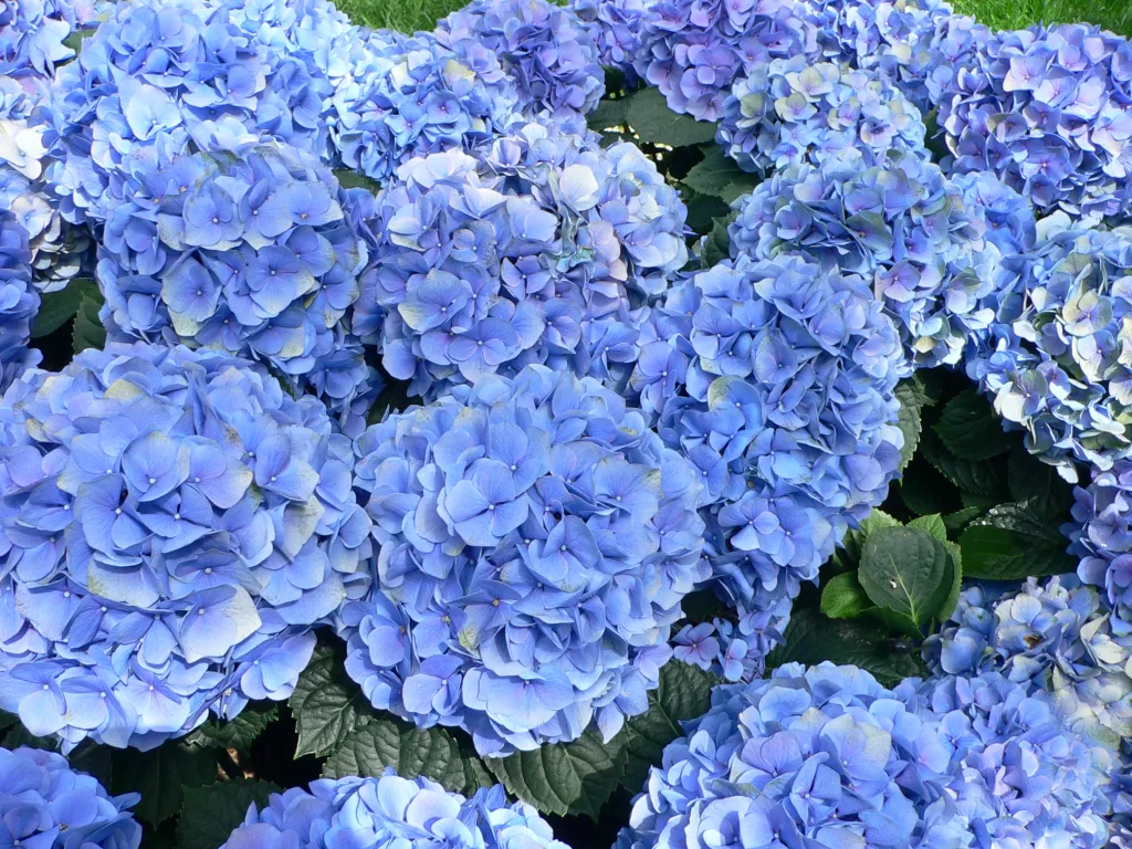 Hydrangeas