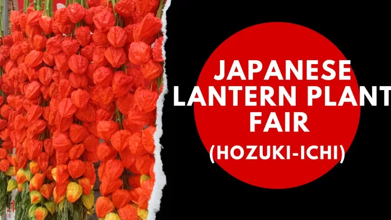 Japanese Lantern Plant Fair (Hozuki-Ichi)