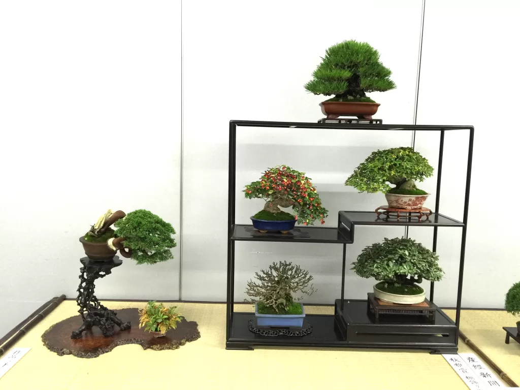 Bonsai