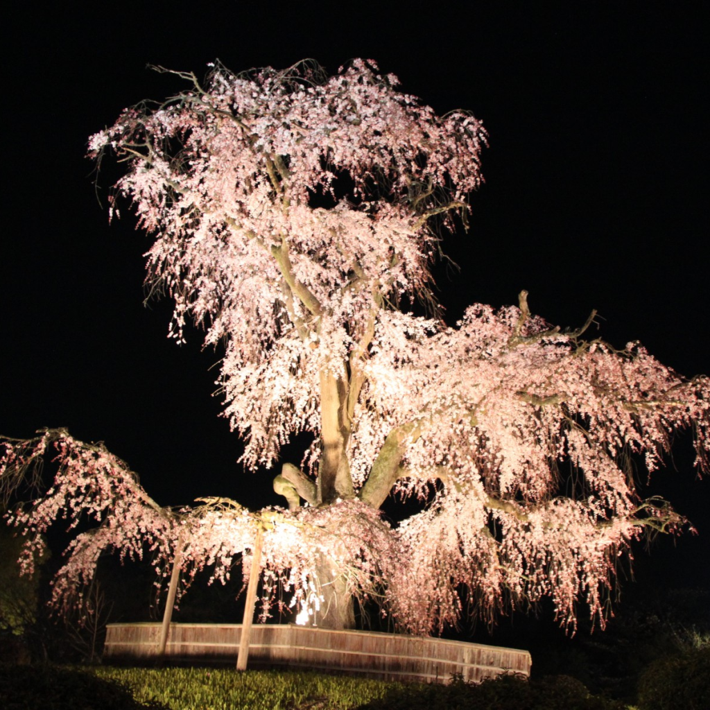 Cherry Tree Maruyama