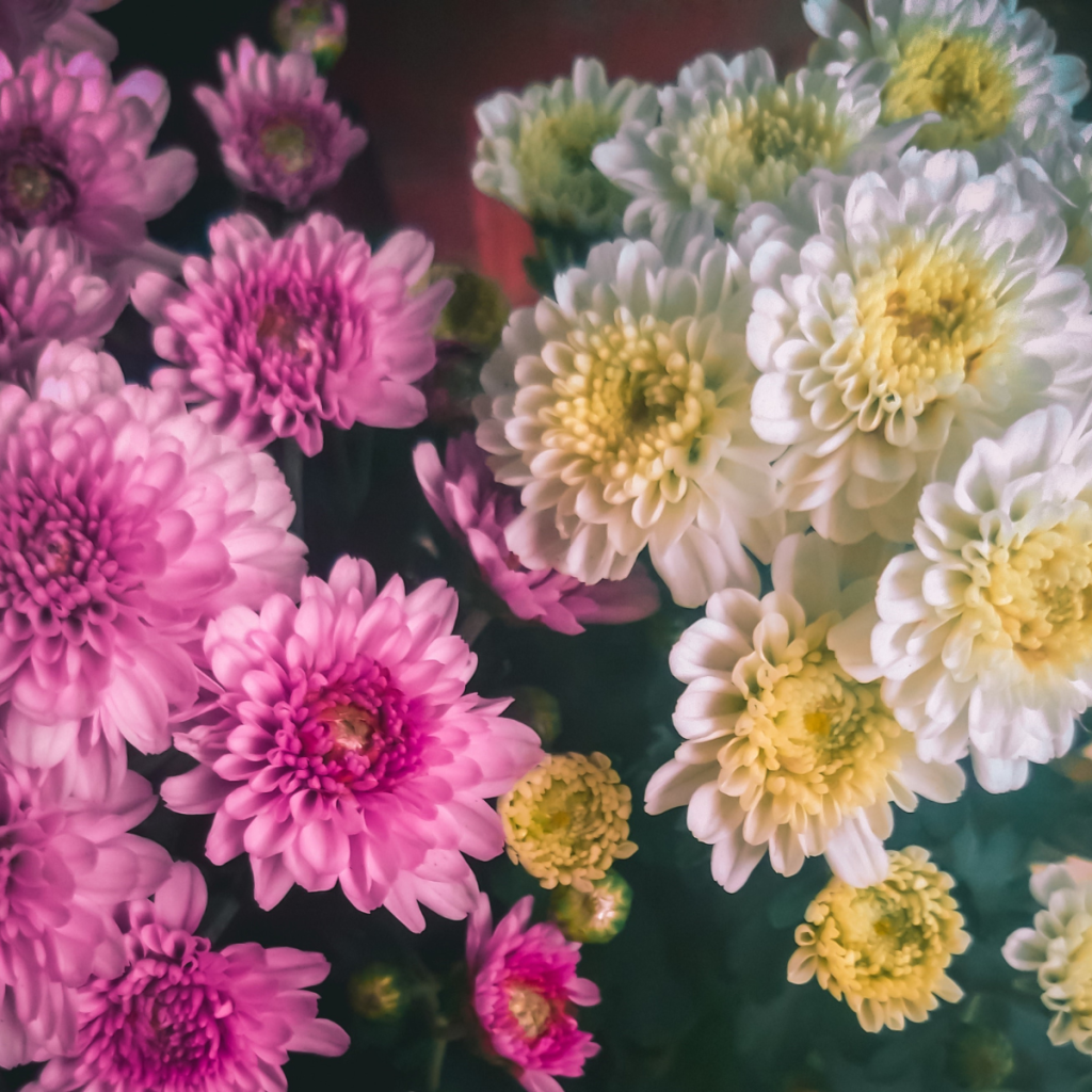 Chrysanthemums