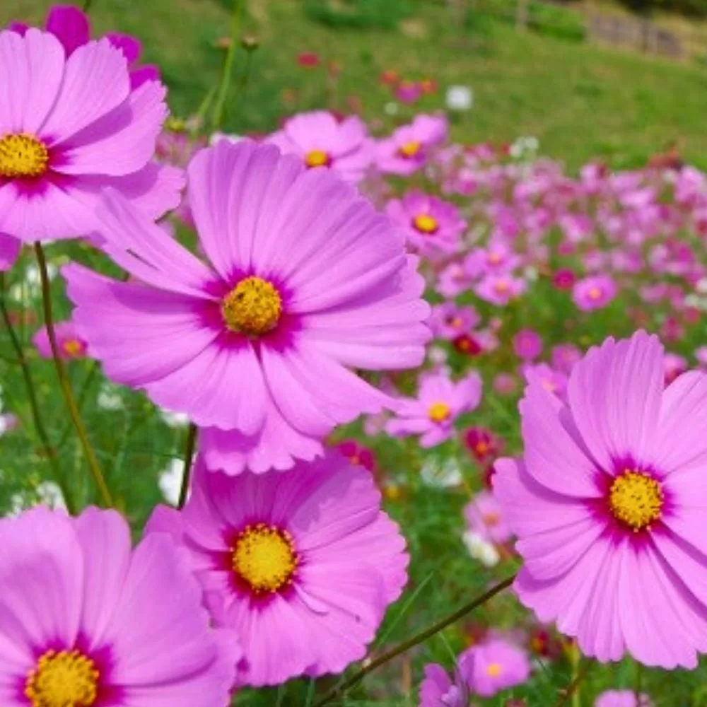 Cosmos Flower Celebrations at Hokubō Cosmos Festival