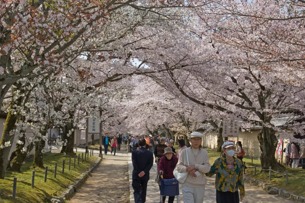 Daigo-ji Cherry Blossoms