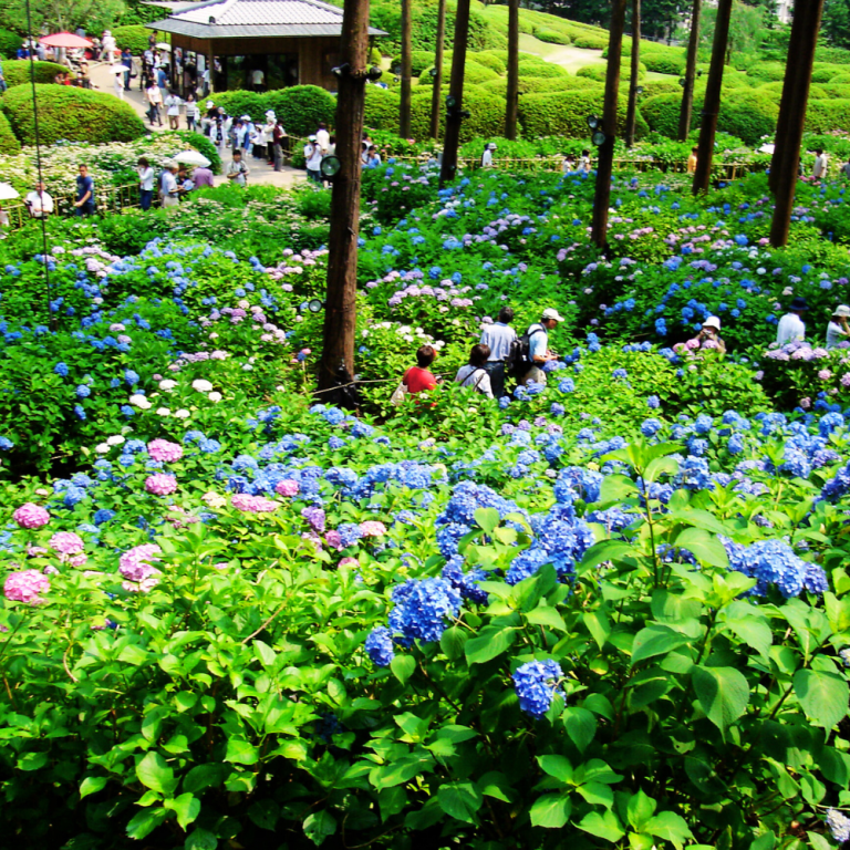 Ajisai Matsuri in June