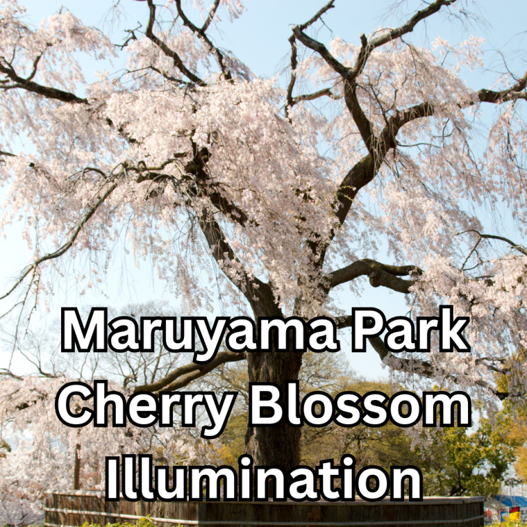 Cherry Blossom Night Time Illumination at Maruyama Park