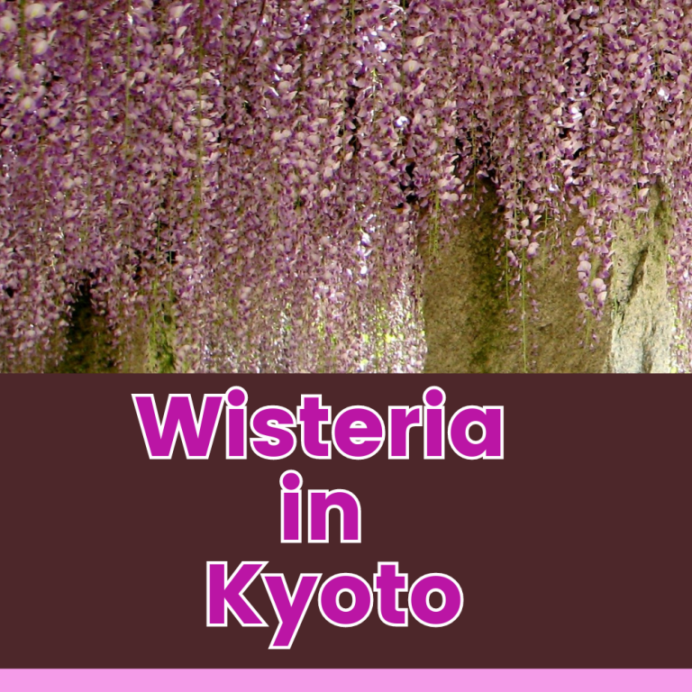 Wisteria in Kyoto