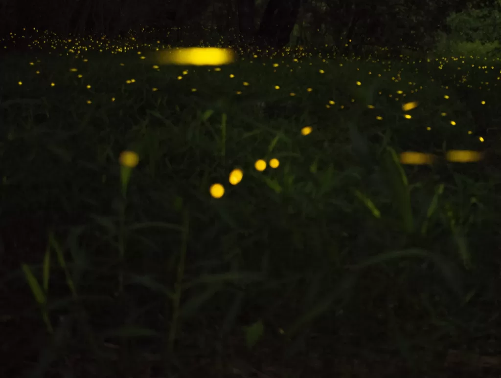 Fire flies