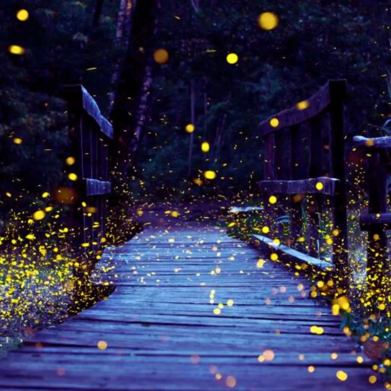 Fussa Firefly Festival in Tokyo