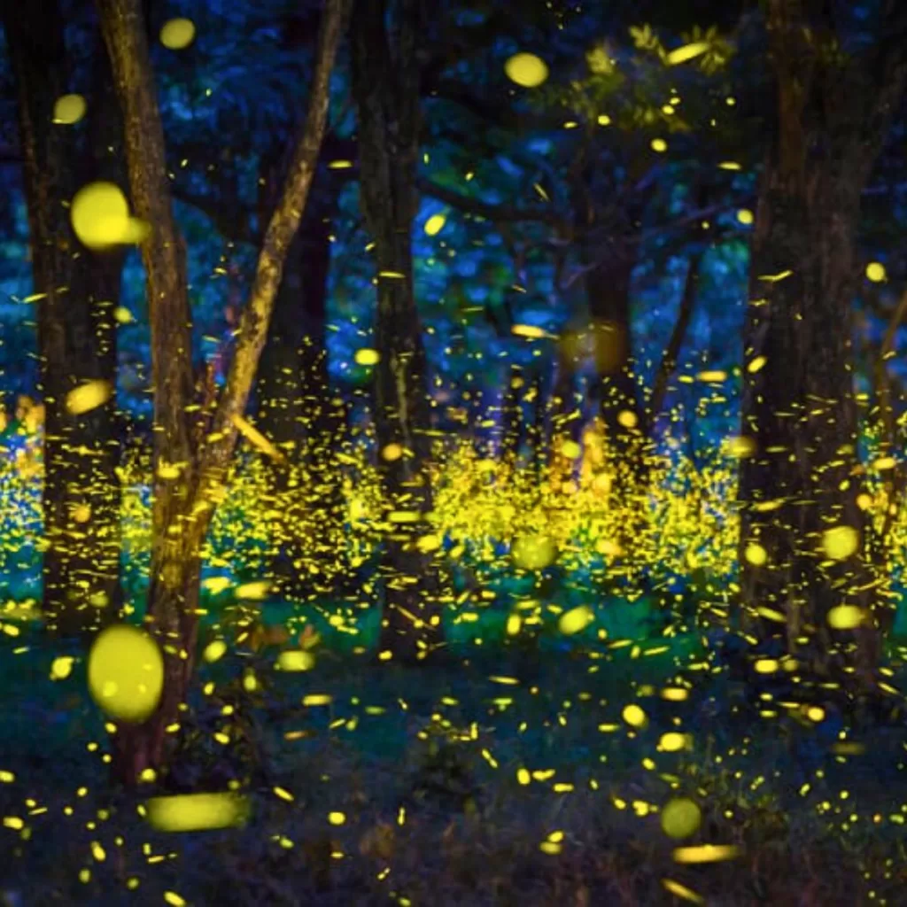 Fussa Firefly Festival in Tokyo