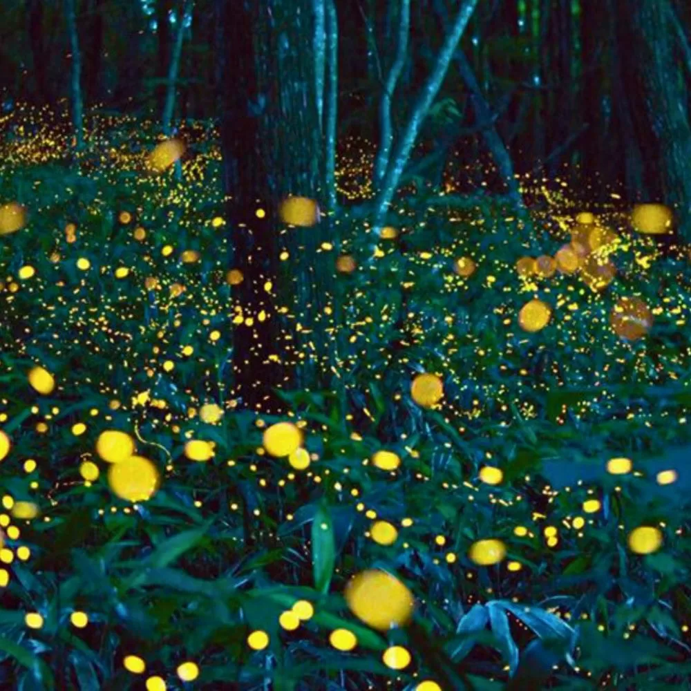 Fireflies Cherry Blossom