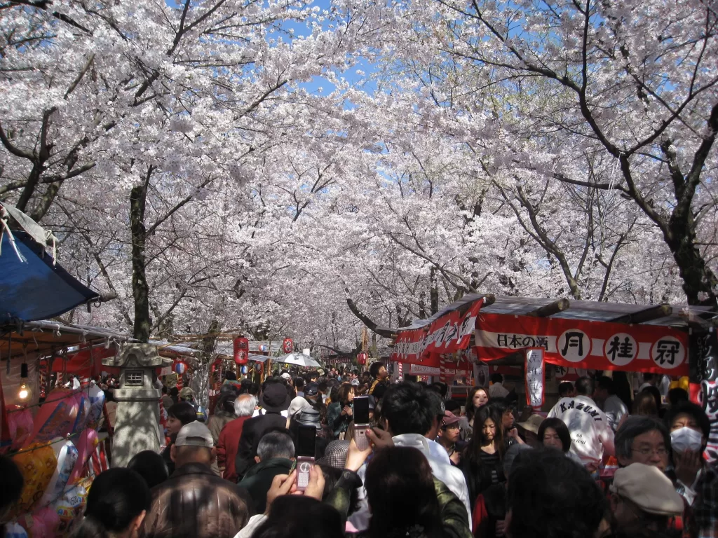 Hirano Shrine Cherry Blossoms