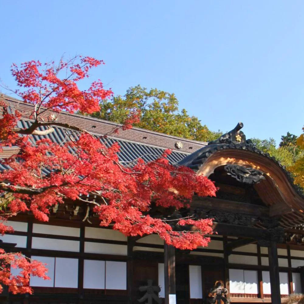Jindaiji Temple Autumn