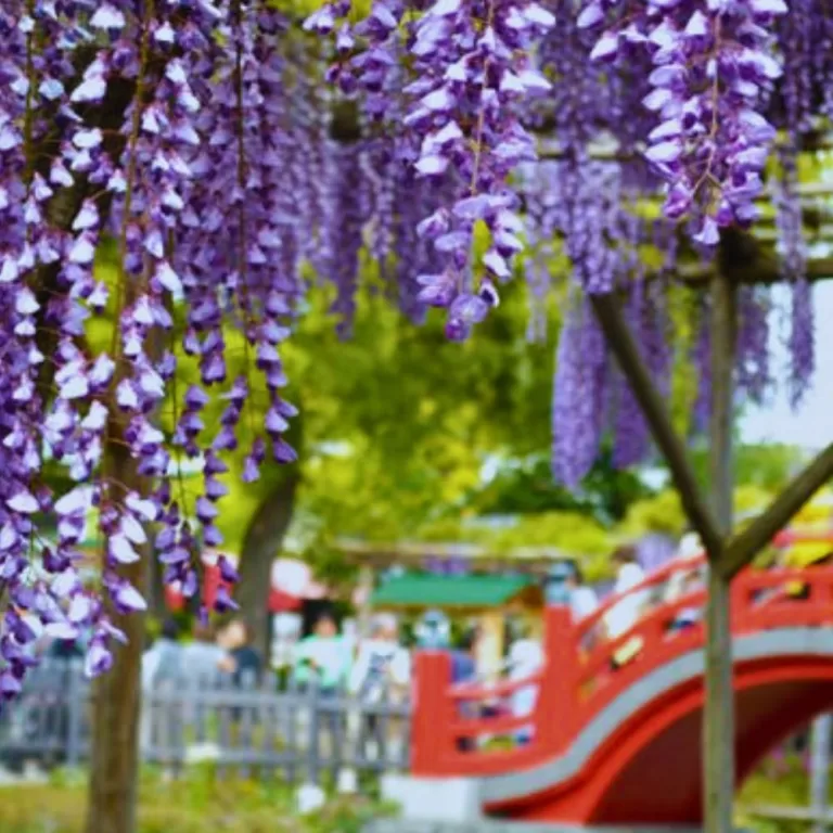 Kameido Tenjin Wisteria Festival