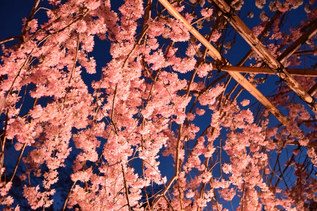 Cherry Blossoms