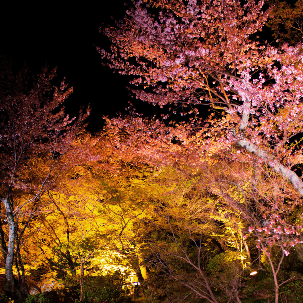 Kiyomizudera Illuminations