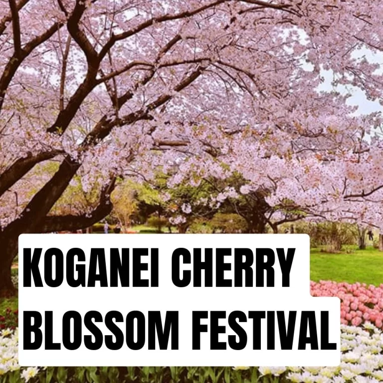 Koganei Cherry Blossom Festival in 2024