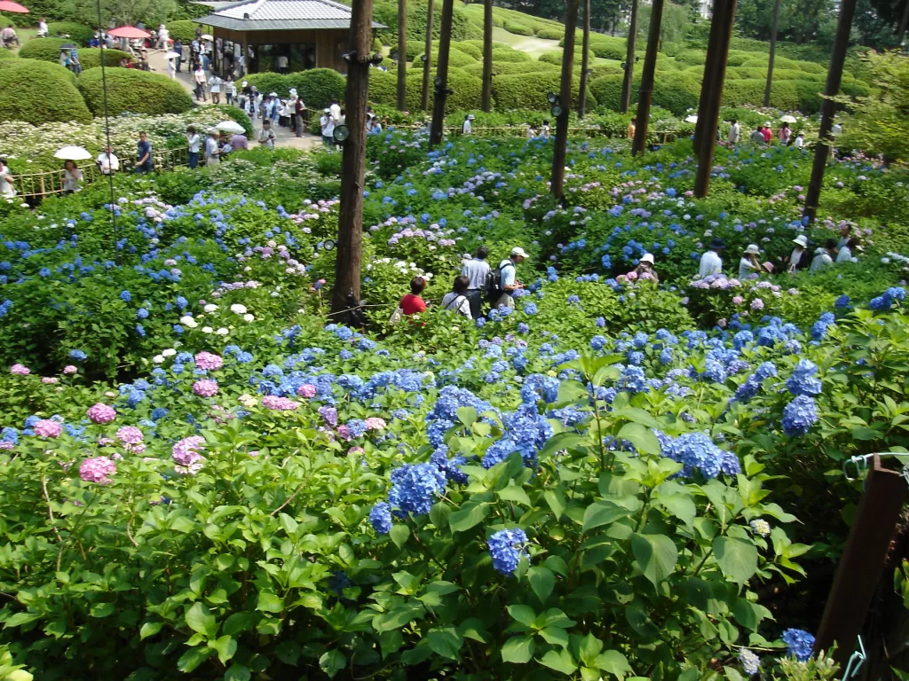 Mimurotoji Hydrangea