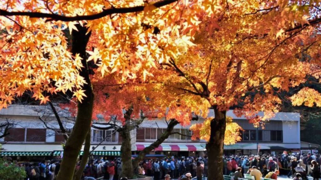 Mt. Takao Autumn Leaves Festival An Explosion of Vibrant Colours