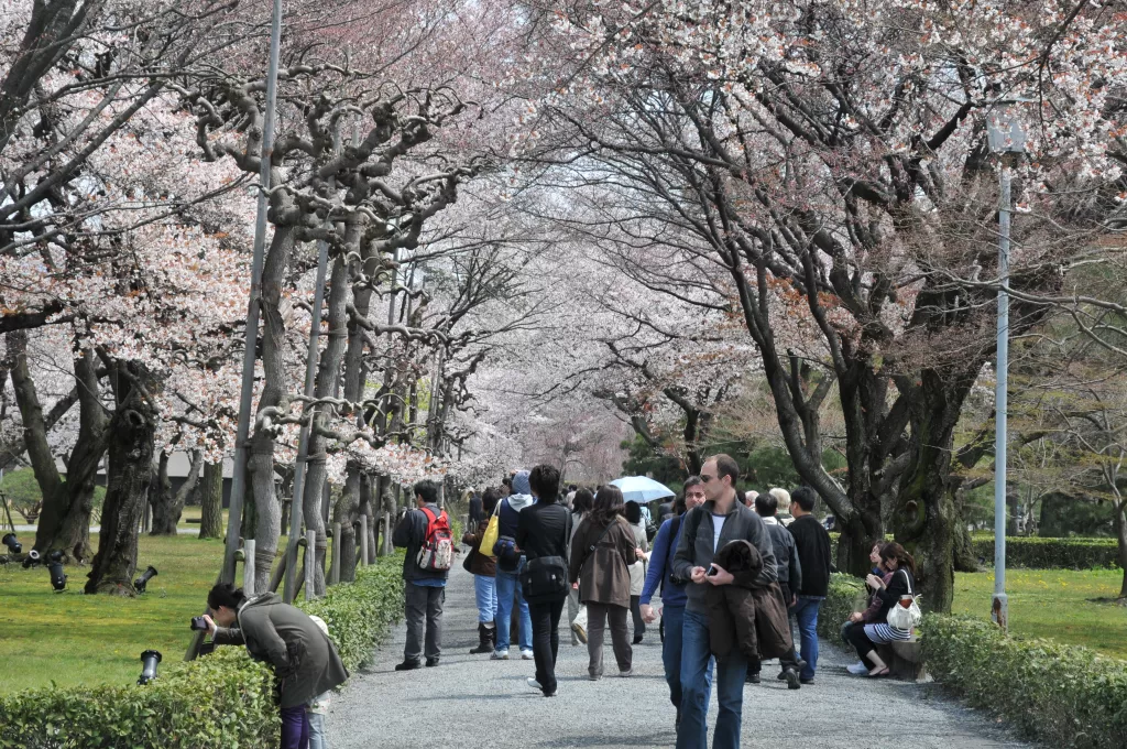 Sakura trees