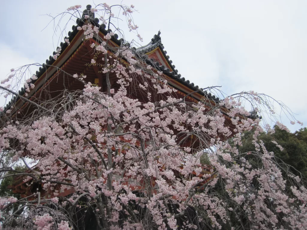 Cherry Blossoms