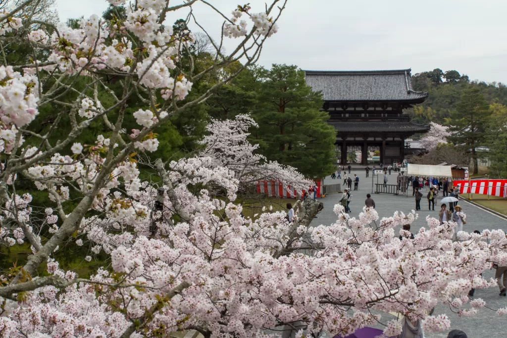 Ninna-ji Sakura