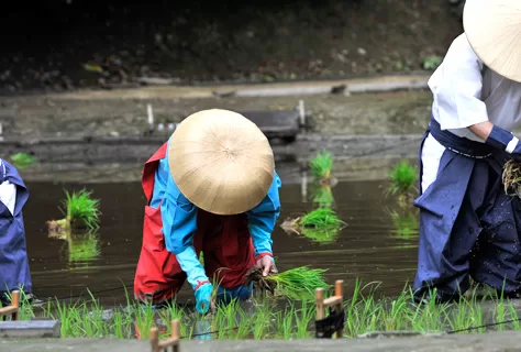 Rice planting