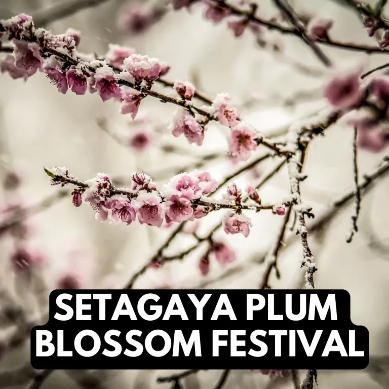 Setagaya to Host Annual Plum Blossom Festival in Early 2024