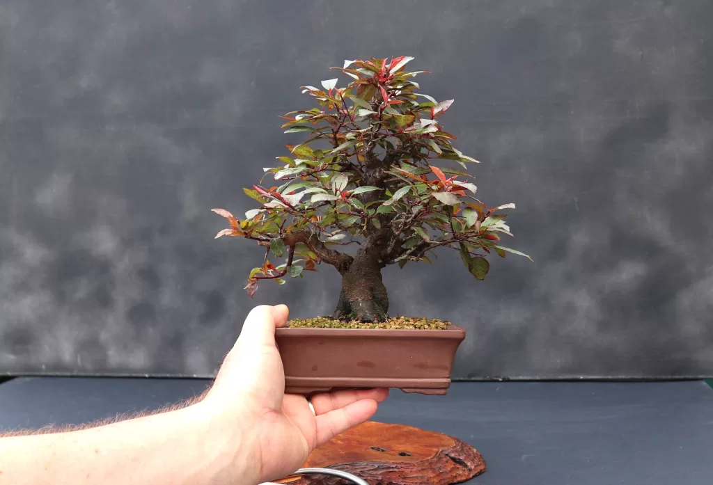 Shōhin Bonsai