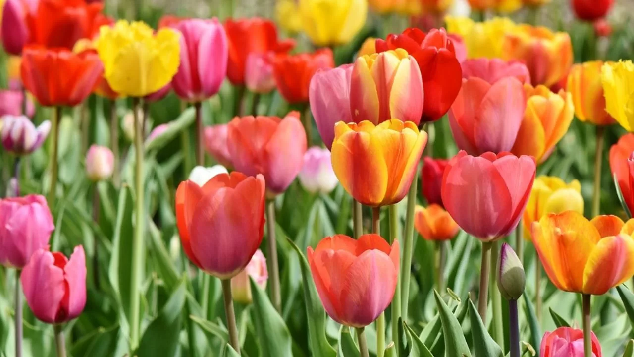 Spring-Flowers-at-Showa-Kinen-Park-2