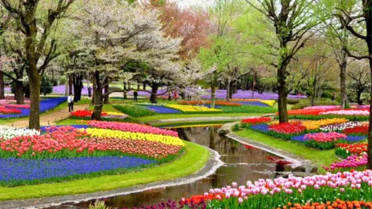 Spring-Flowers-at-Showa-Kinen-Park