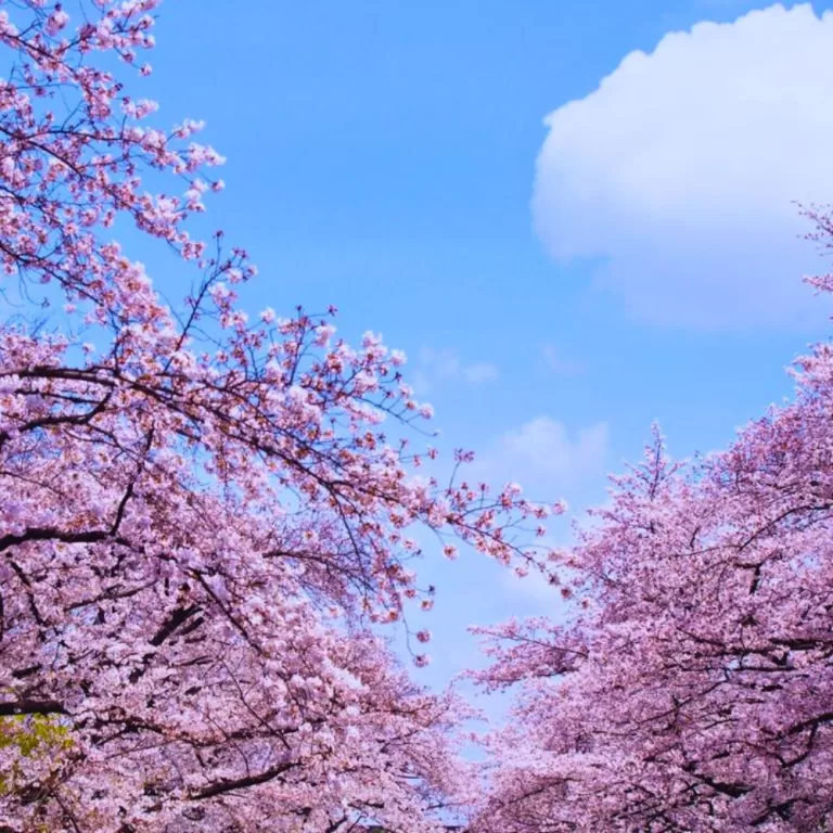Ueno Park Cherry Blossoms: Create a Sea of Pink