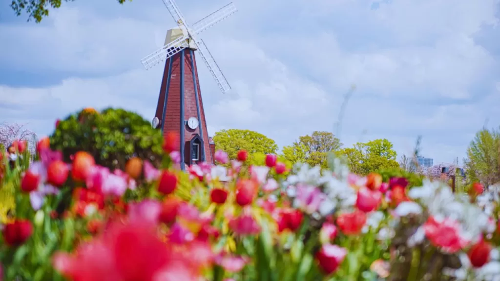 Ukima Park Tulip Illumination