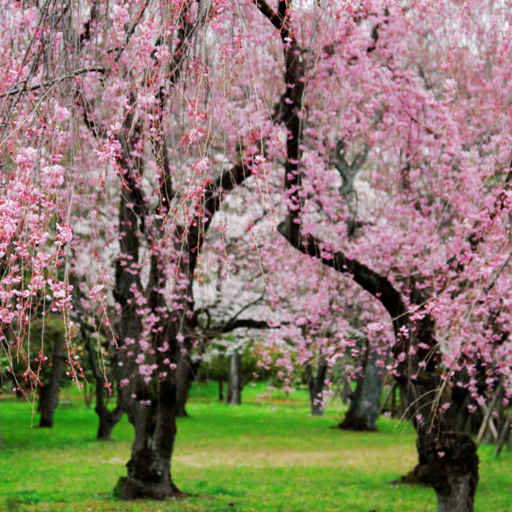 Nijo Sakura Festival