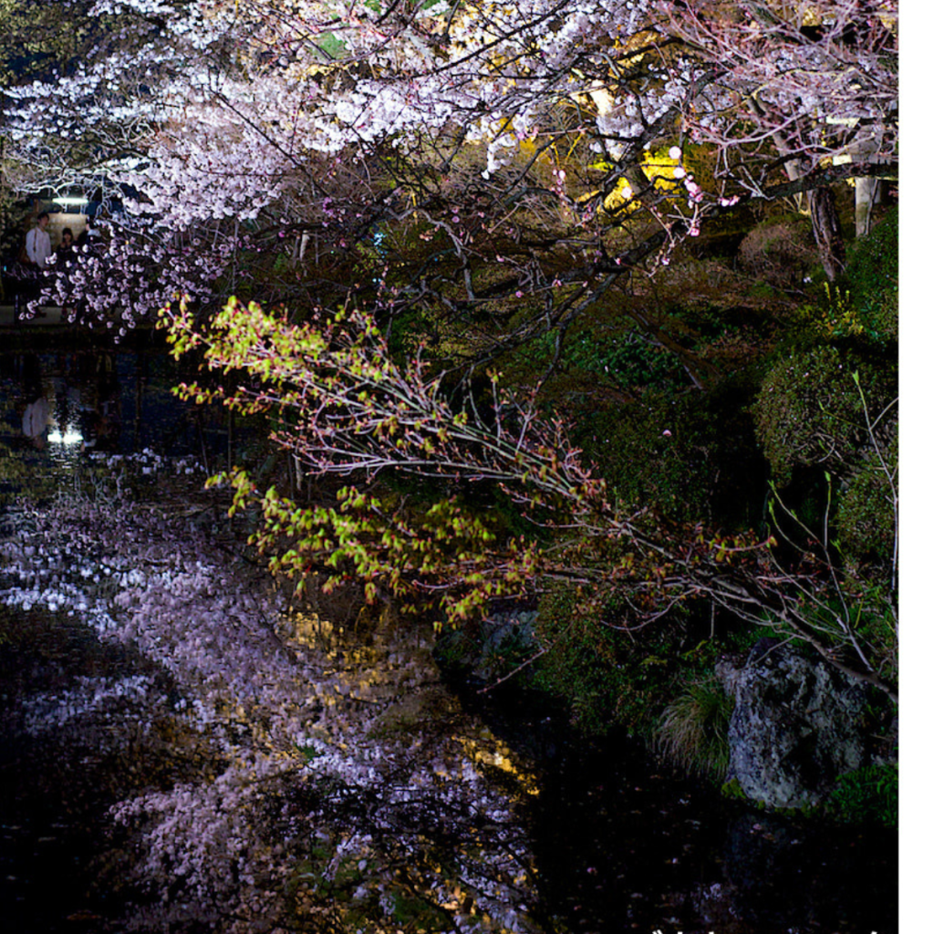 Kiyozumi-dera Spring Illumination