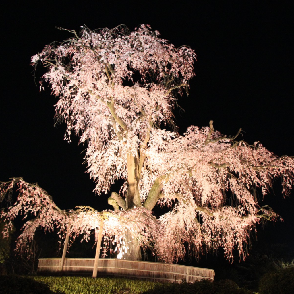 Weeping Cherry Tree