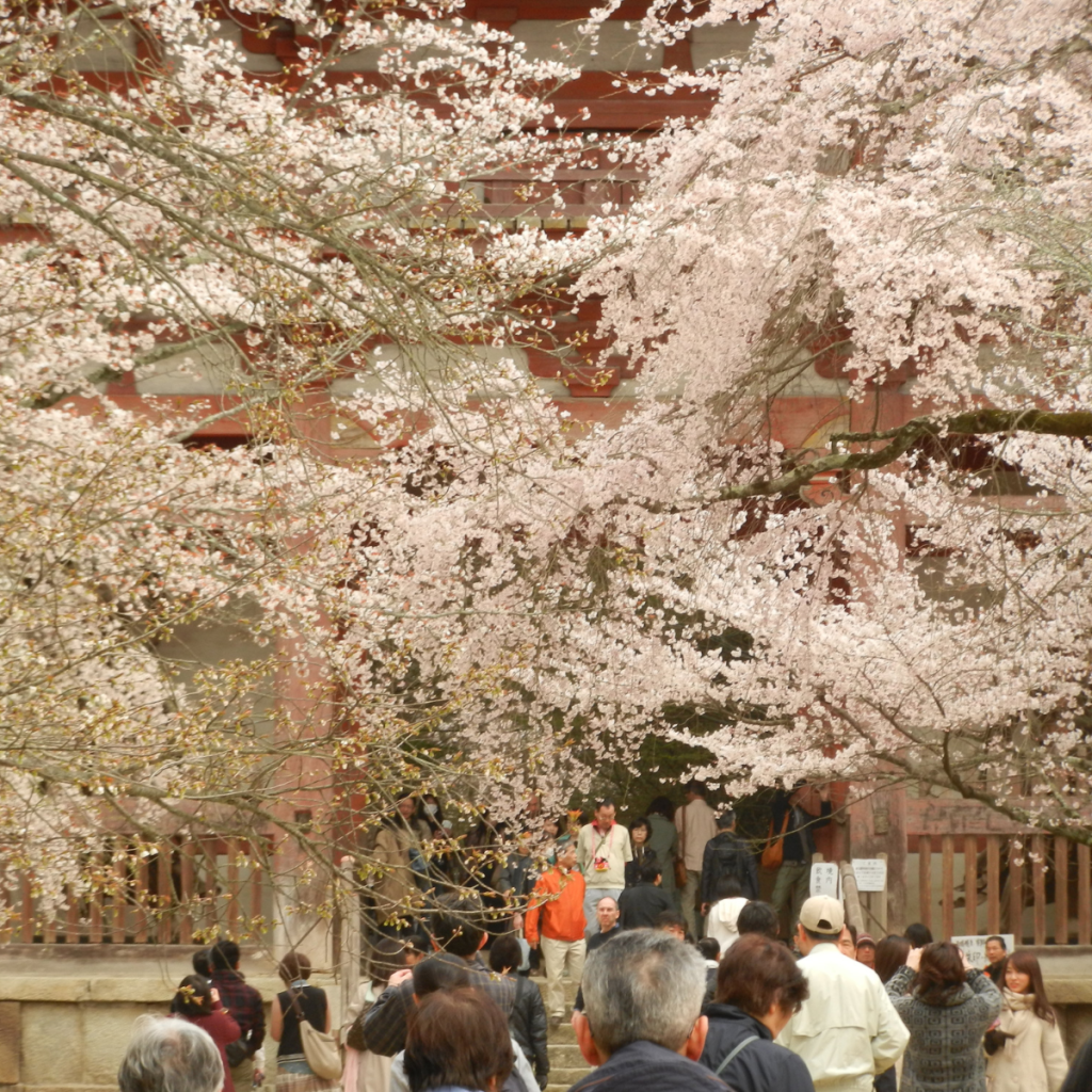 Daigo-ji Cherry Blossoms