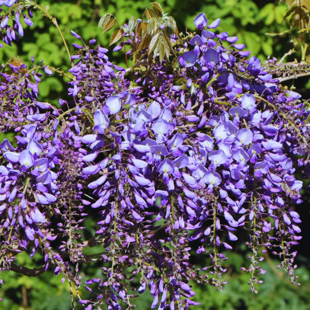 Wisteria in Kyoto