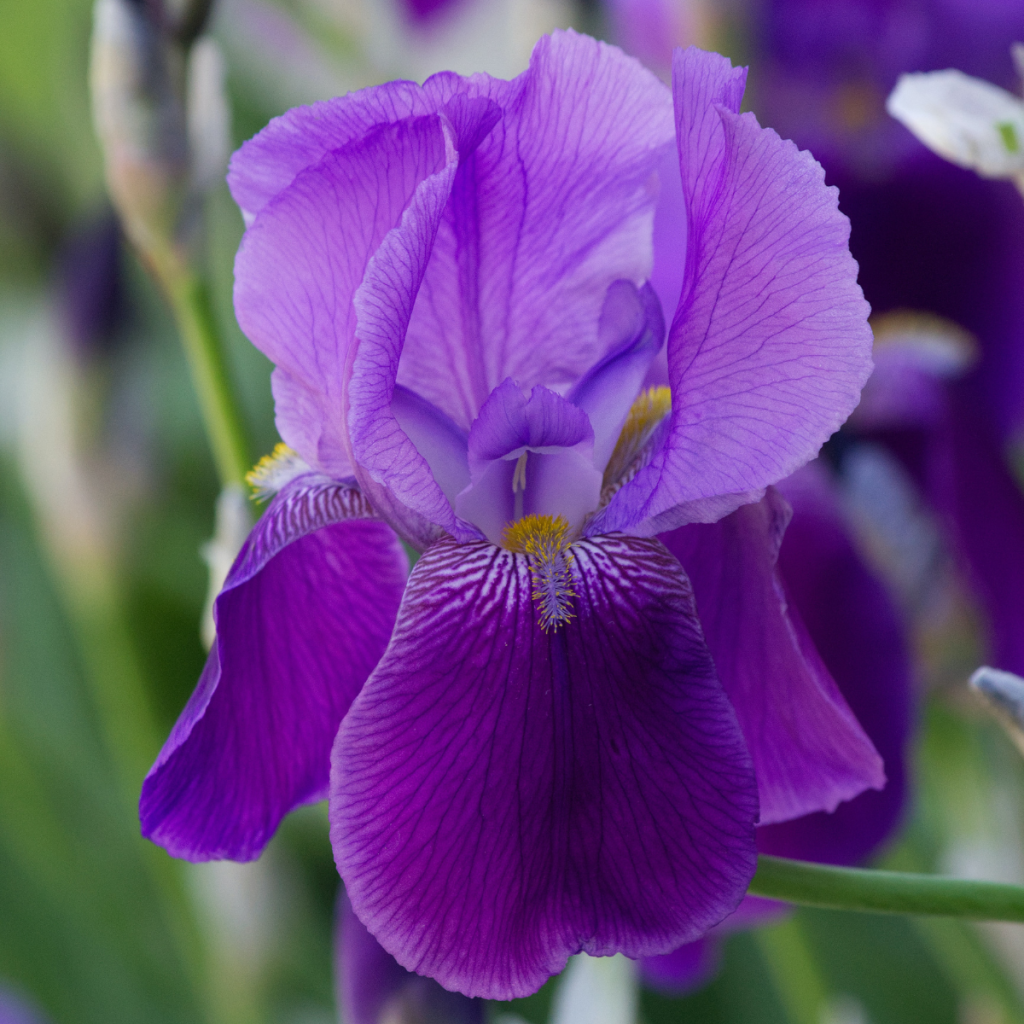 Iris