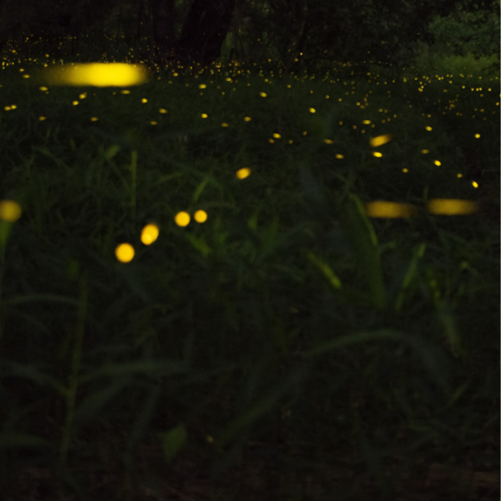 Fireflies