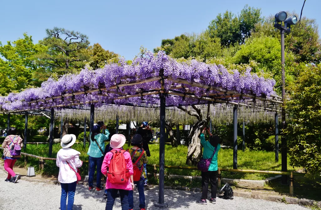 Wisteria