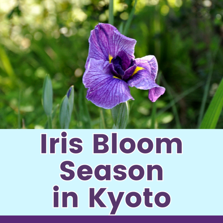 Iris Bloom Season in Kyoto