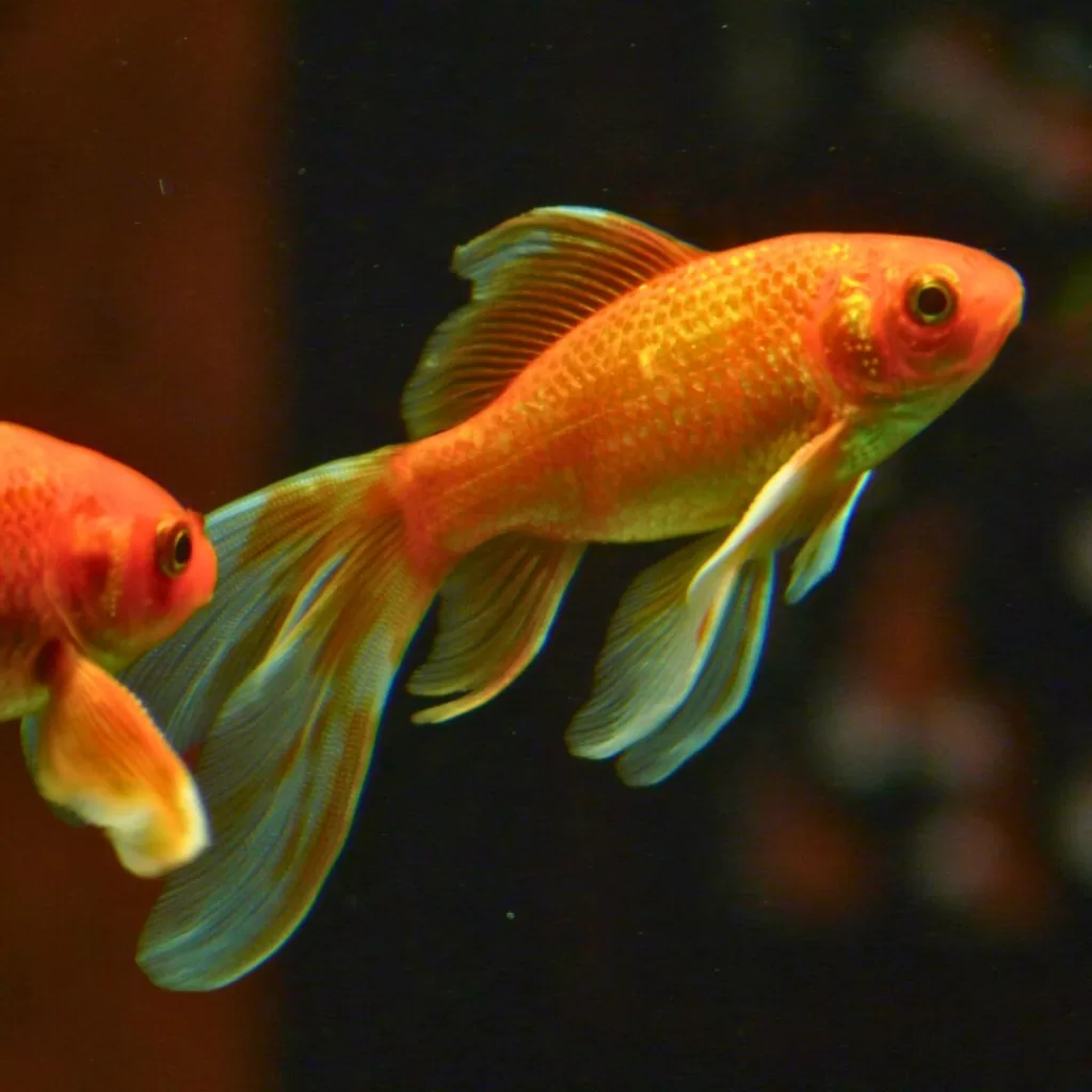 Edogawa Goldfish Festival