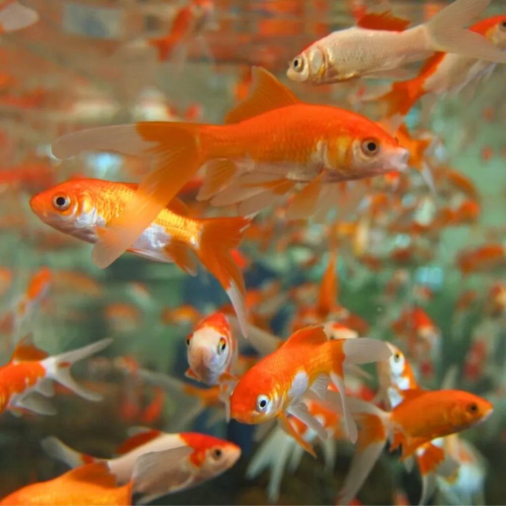 Edogawa Goldfish Festival